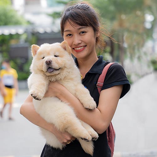 Cô gái trẻ bế chó Chow Chow lông trắng dễ thương ngoài trời