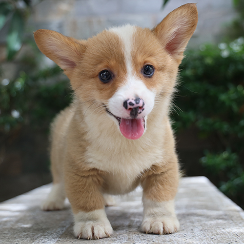 Chó Corgi vàng trắng dễ thương với chiếc mũi đốm hồng nổi bật