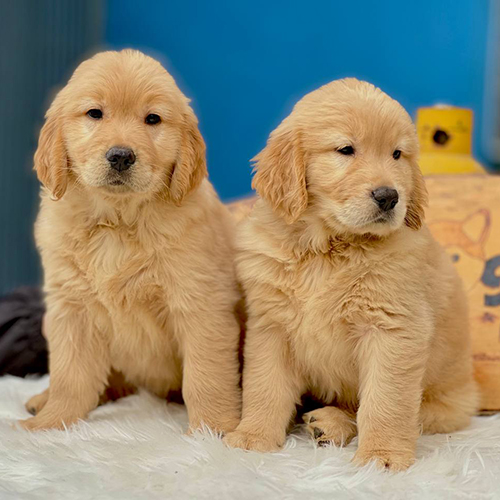 Hai chú chó Golden Retriever con lông vàng, đang ngồi cạnh nhau trên thảm lông trắng