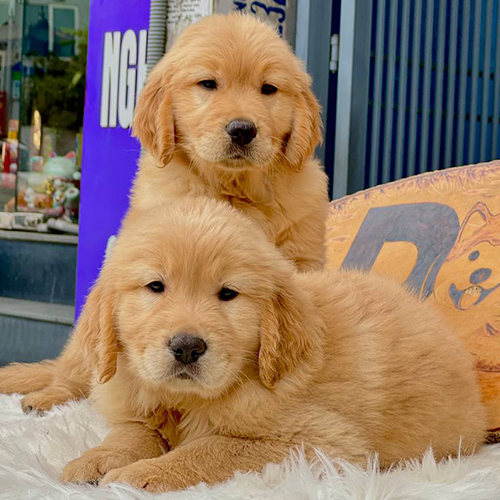 Hai chú chó Golden con màu vàng đậm đang nằm thư giãn