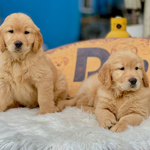 Cặp đôi chó Golden con thuần chủng siêu dễ thương