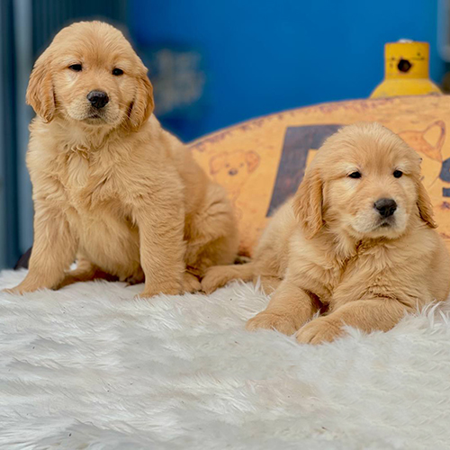 Hai chó Golden Retriever con lông vàng đậm đáng yêu nằm trên thảm
