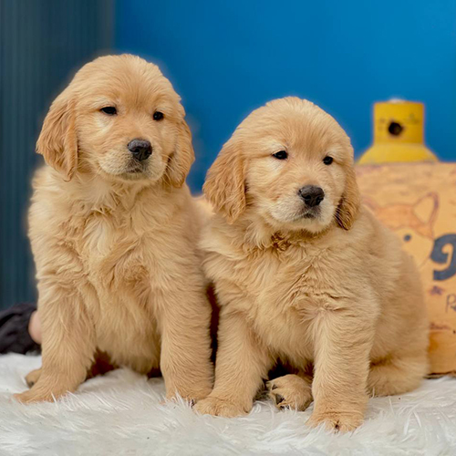 Hai chú chó Golden Retriever con lông vàng mượt đáng yêu ngồi trên thảm trắng