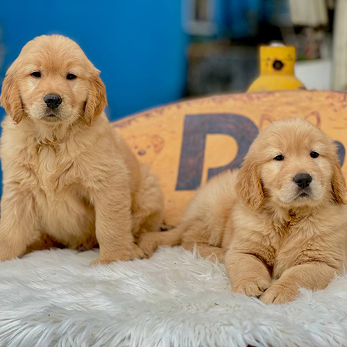 Màu lông vàng sẫmNgoài màu vàng tiêu chuẩn, màu lông vàng sẫm ở chó Golden cũng khá phổ biến. Tuy nhiên không ít người lại nhầm lẫn màu lông vàng sẫm với màu lông nâu đỏ hay bắt gặp ở chó Golden. Đối với lông màu vàng sẫm thì trên bộ lông thường không xuất hiện các sợi lông màu hổ phách hoặc màu nâu đỏ. Màu sắc này mang tính đồng nhất, chỉ đậm hơn đôi chút so với màu vàng tiêu chuẩn.