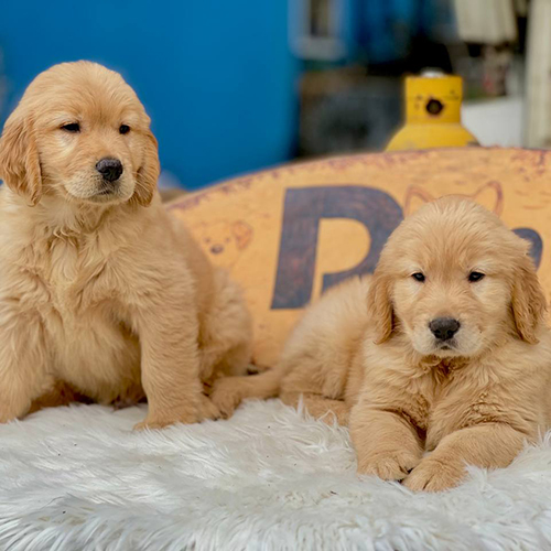 Hai chú chó Golden Retriever con 3 tháng tuổi nằm trên thảm trắng dễ thương
