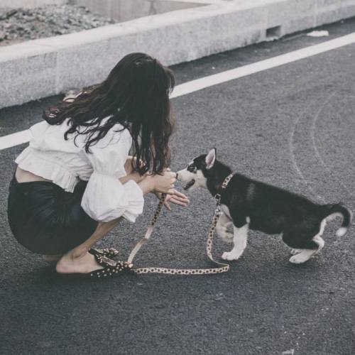 Cô gái trẻ chơi đùa với chó Husky con trên đường nhựa, huấn luyện và làm quen ban đầu.