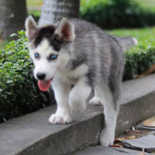 Chó Husky con tập đi vệ sinh đúng chỗ tại khuôn viên ngoài trời