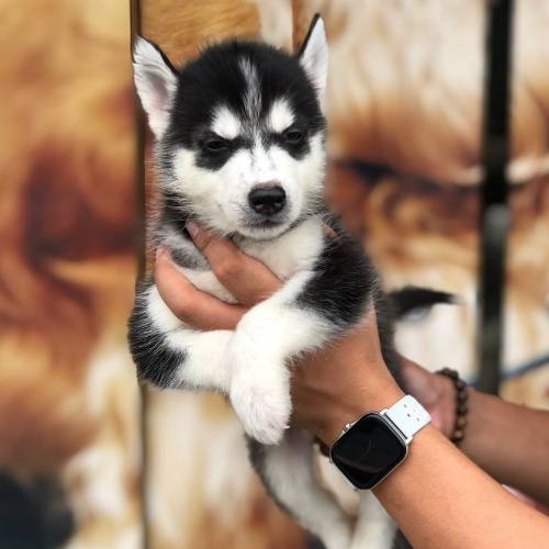 Chó Husky con đen trắng đáng yêu được bế trên tay