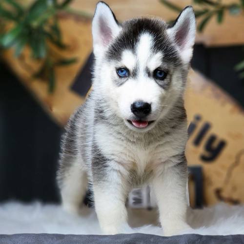 Siberian Husky với thân hình nhỏ gọn, mắt xanh đặc trưng.