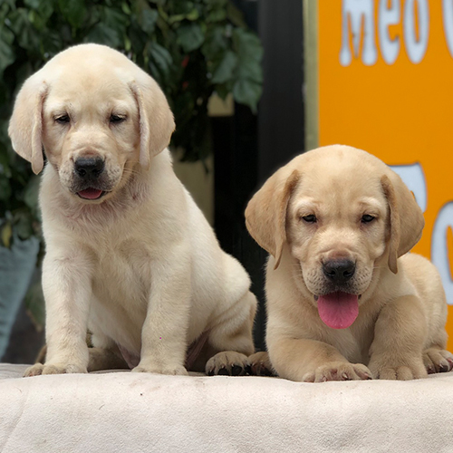 Hai chú chó Labrador vàng kem đáng yêu nằm bên nhau