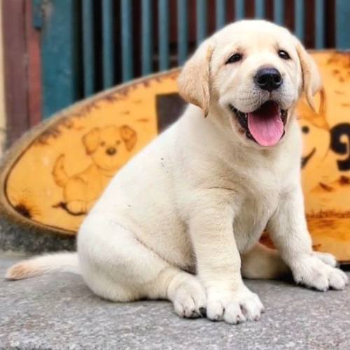 Thông tin về giống chó Labrador Retriever