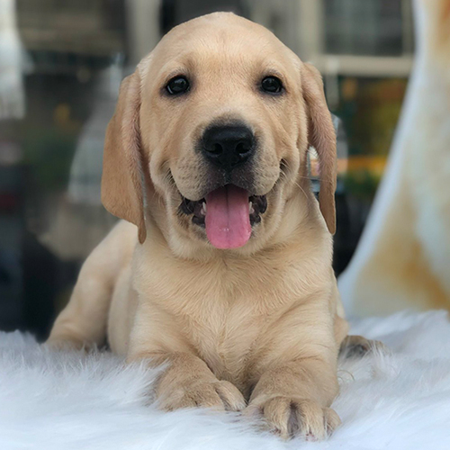 Chó Labrador vàng nằm trên thảm trắng, bộ lông ngắn gọn và sạch sẽ
