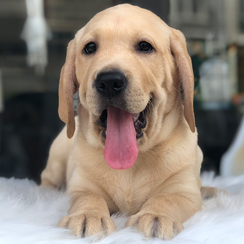 Chó Labrador vàng nằm thè lưỡi dễ thương