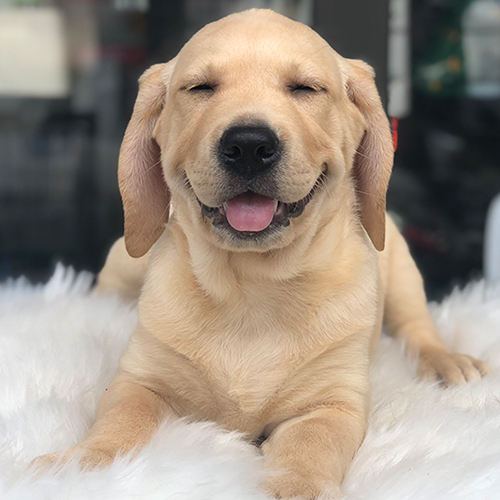 Chó Labrador con màu vàng đang cười rạng rỡ