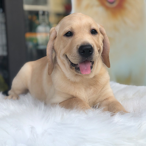 Chó Labrador thuần chủng màu vàng nằm trên thảm lông trắng