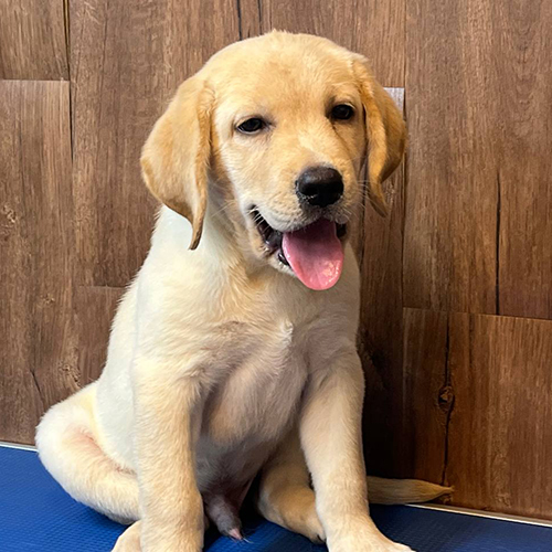 Chó Labrador con màu vàng ngồi lưỡi thè