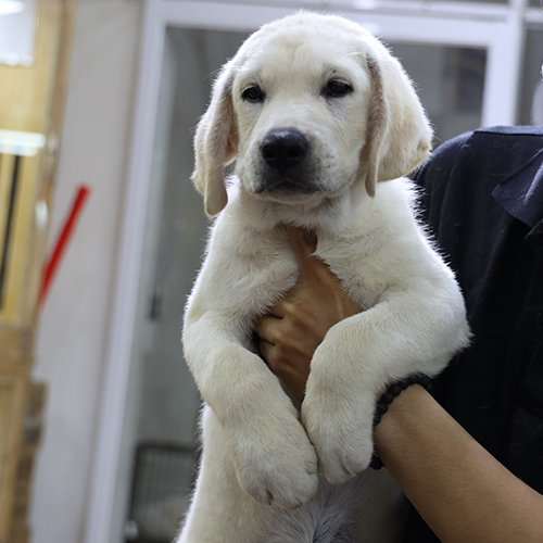 Chó Labrador con màu vàng kem thuần chủng