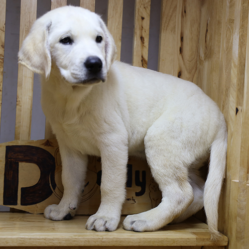 Chó Labrador trắng thuần chủng ngồi trong chuồng gỗ