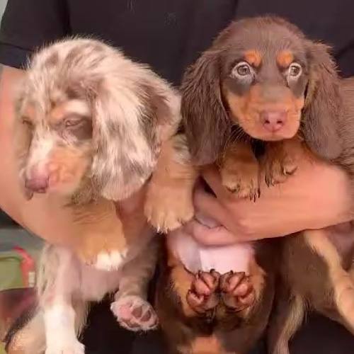 Hai chú chó Lạp Xưởng con lông dài màu socola và vện nhạt được bế trên tay người.