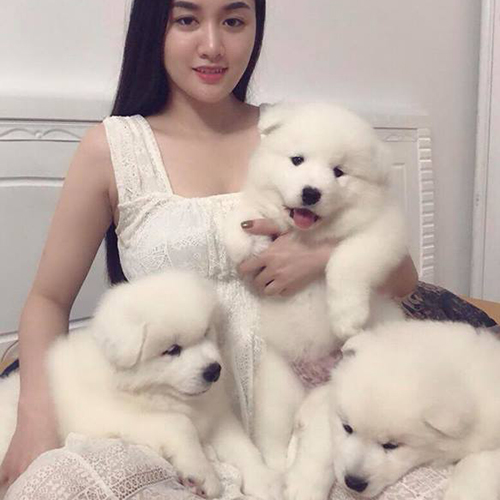 Đàn chó Samoyed con trắng tuyết nằm ngoan trong lòng cô chủ xinh đẹp