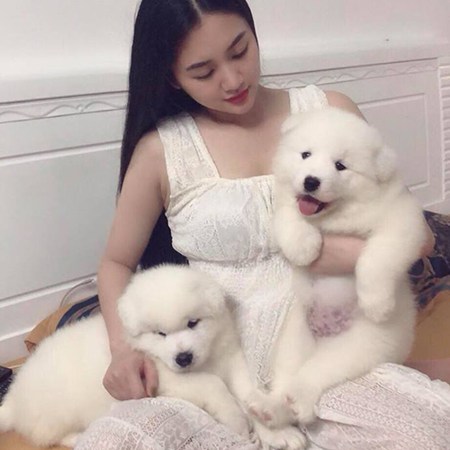 Cô gái trẻ mặc váy trắng ôm hai chú chó Samoyed con trắng tuyết dễ thương trên giường