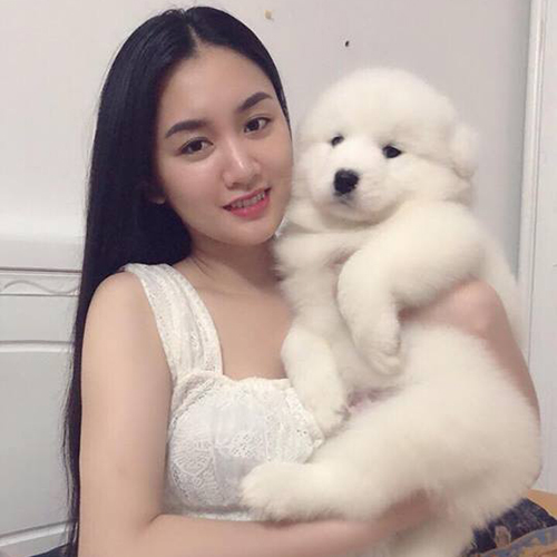 Cô gái trẻ bế chó Samoyed con lông trắng trong lòng với nụ cười rạng rỡ