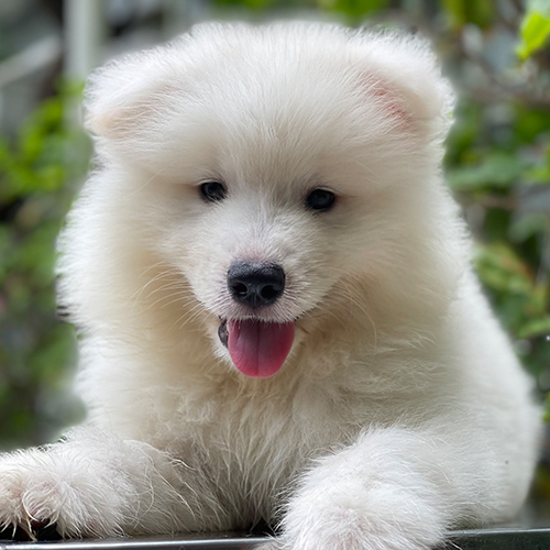 Chó Samoyed con lông trắng đang thè lưỡi nằm thư giãn ngoài trời