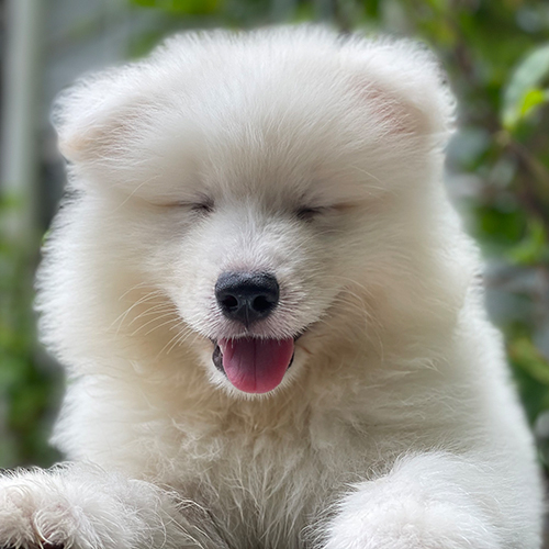 Chó Samoyed trắng nhắm mắt thư giãn, lưỡi thè ra dễ thương