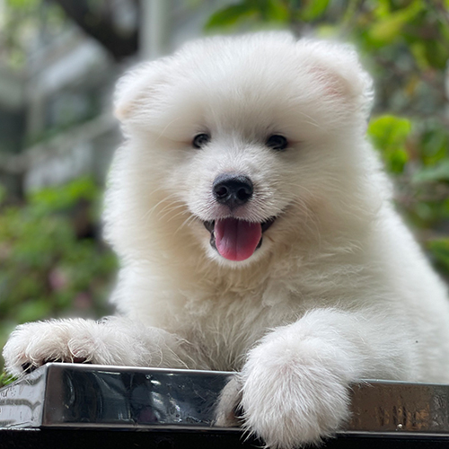Chó Samoyed thuần chủng lông trắng mượt đang vui vẻ trong môi trường mát mẻ, phù hợp với khí hậu Việt Nam