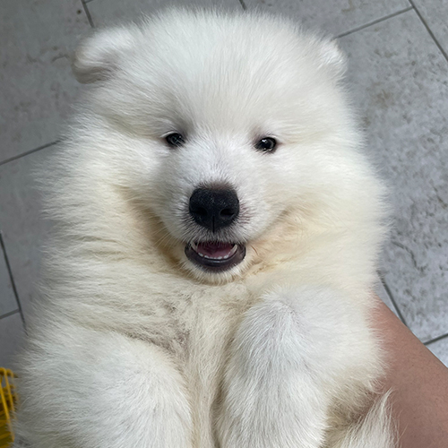 Chó Samoyed con trắng dễ thương với khuôn mặt vui vẻ, đang được huấn luyện phản xạ
