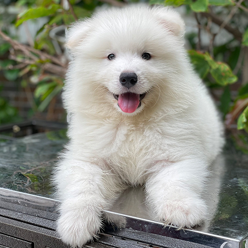 Chó Samoyed thuần chủng lông trắng tinh nằm thư giãn trên bàn inox ngoài trời