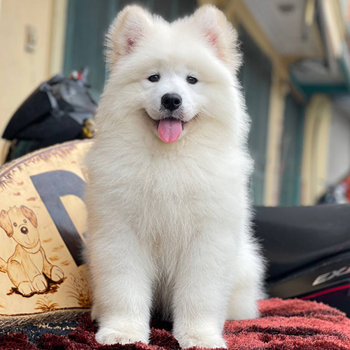 Chó Samoyed trắng với nụ cười Sammy đặc trưng