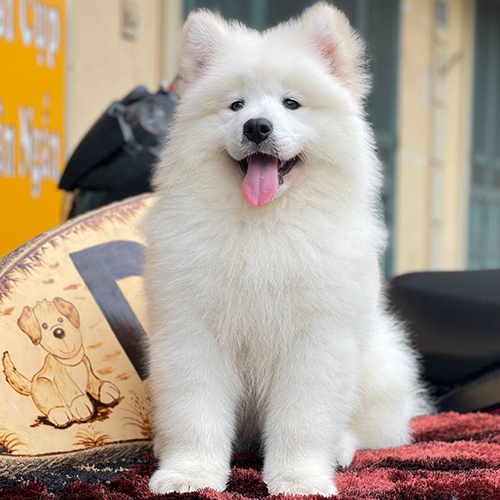 Chó Samoyed trắng xinh xắn được chăm sóc lông sạch sẽ