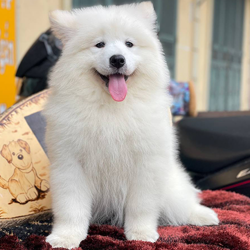 Chó Samoyed ngồi trên thảm đỏ, lông trắng dày, mặt cười rạng rỡ