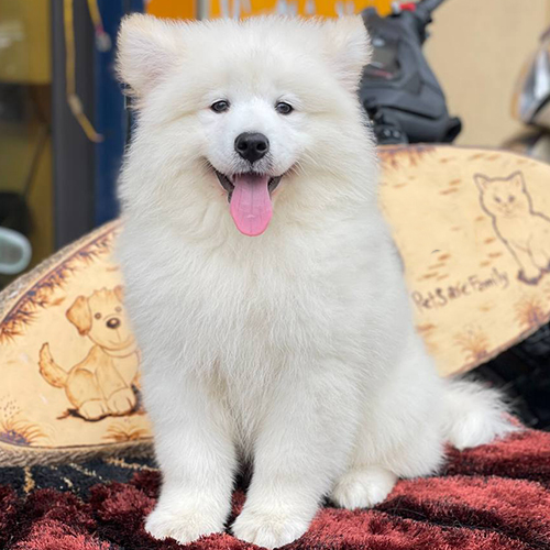 Chó Samoyed trắng ngồi trên thảm với vẻ mặt vui vẻ và chiếc lưỡi thè ra