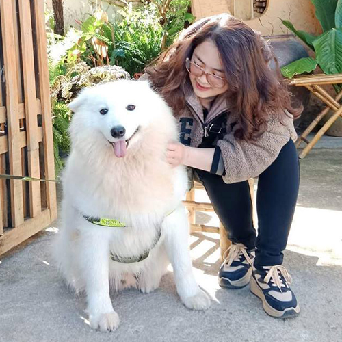 Chó Samoyed trắng tuyết ngồi cạnh người nuôi
