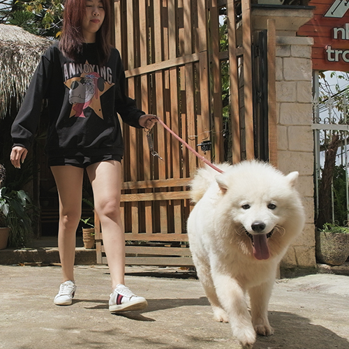 Chó Samoyed trắng được dắt đi dạo cùng cô chủ trẻ