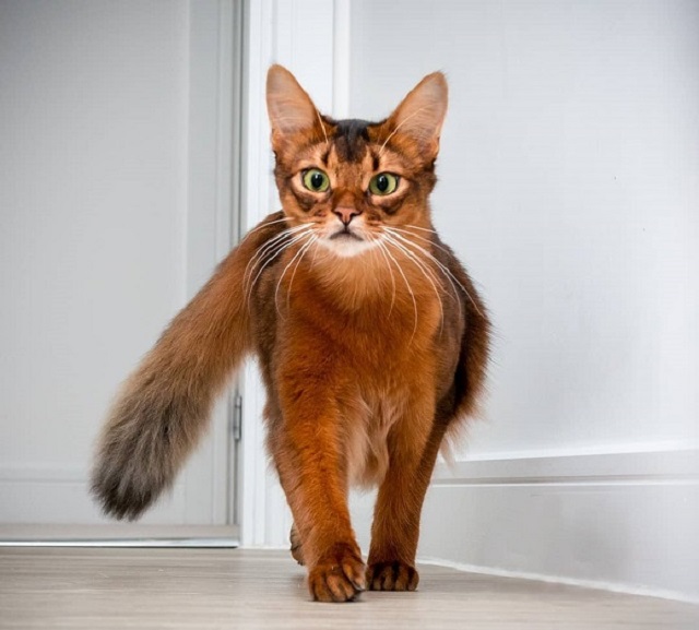 Mèo Somali