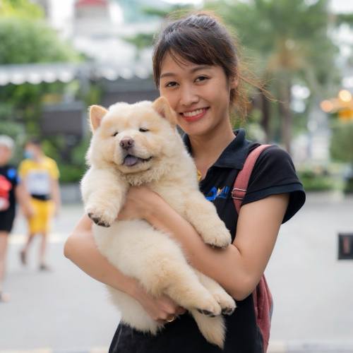 Chó Chow Chow màu kem đáng yêu được bồng trên tay chủ nhân.