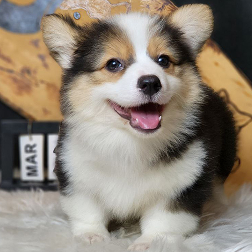 Chó Corgi Fluffy Tricolor lông dài thuần chủng với bộ lông dày đẹp và gương mặt tươi cười