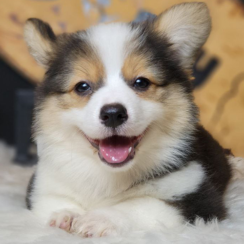 Chó con Corgi Cardigan mặt cười đáng yêu