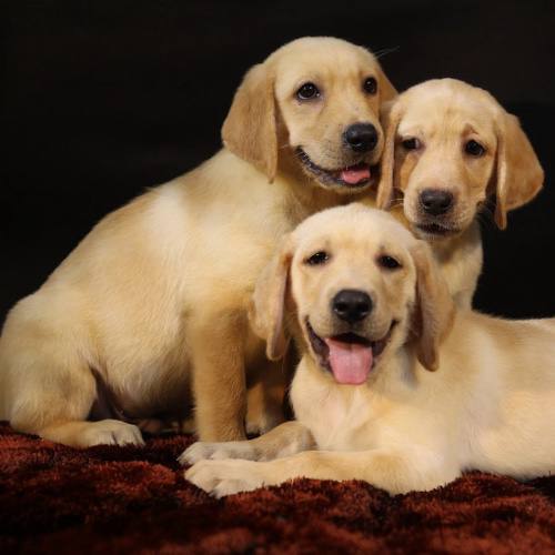 Ba chú chó Golden Retriever con đáng yêu, bộ lông vàng mượt mà, trên nền thảm nâu ấm áp.