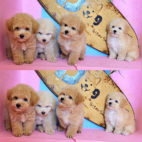 Bốn chú chó Poodle con lông vàng mơ và kem đáng yêu trên nền hồng.
