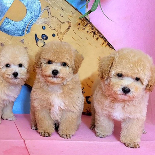 Đàn Poodle vàng mơ đáng yêu của Chomeocanh.com.