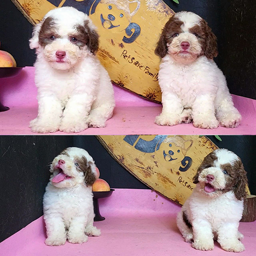 : Hai chú chó Poodle bò sữa đáng yêu với bộ lông trắng nâu độc đáo.