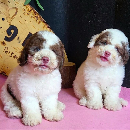 Hai chú chó Poodle Bò Sữa nâu trắng dễ thương.