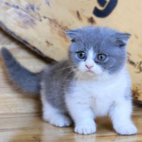Mèo Munchkin Scottish Bicolor, chân ngắn, tai cụp, lông xám trắng đáng yêu.