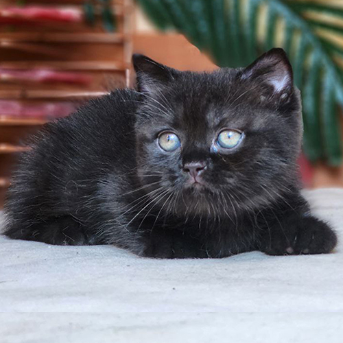 Mèo Scottish Fold đen, tai cụp lửng, mắt sáng, đáng yêu tại Chomeocanh.com.
