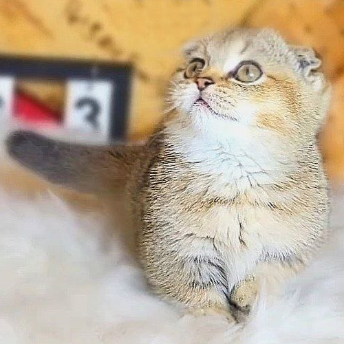 Mèo Munchkin Scottish tai cụp chân ngắn màu Golden NY25 đáng yêu.