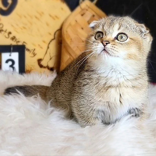 Mèo Munchkin Scottish chân ngắn tai cụp màu Golden NY25 đáng yêu.
